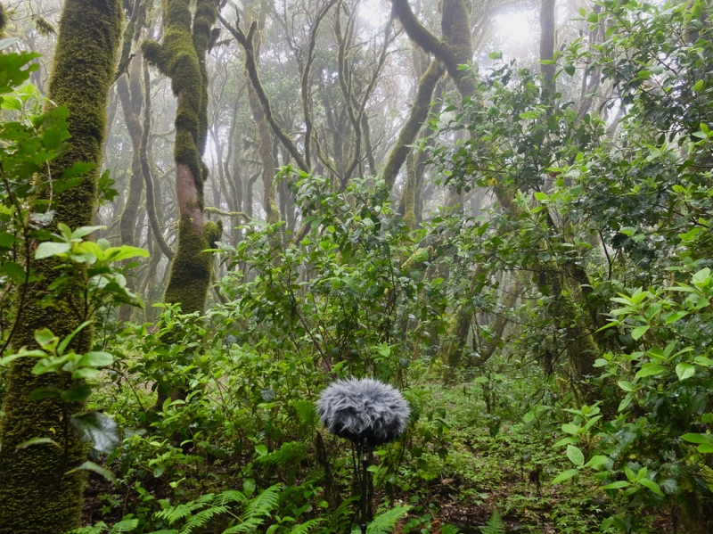 Canarias DC SoundWalk